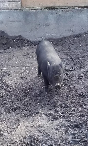 Vietnamský kanecek na chov