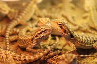 Agama vousata