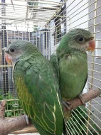 Ochočení papoušci
