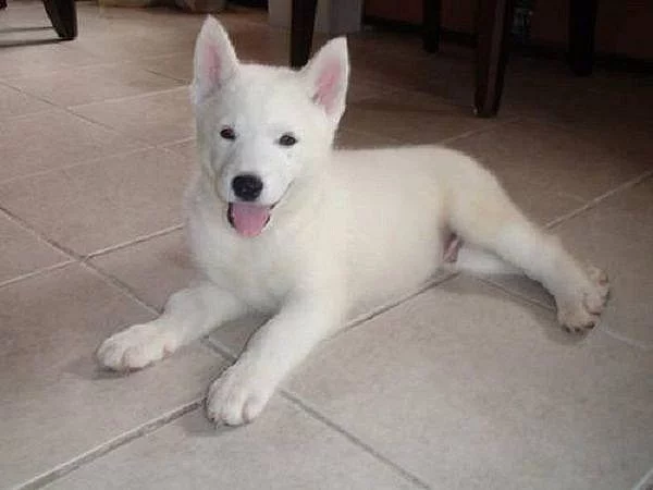 Sibiřský husky na prodej s PP
