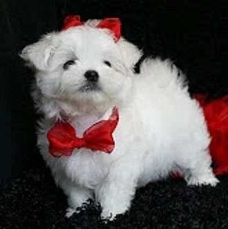 Maltézský psík na prodej bez PP