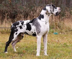 Německá doga - štěňata