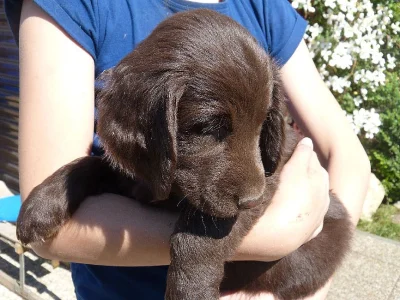 Krásná hnědá štěňátka Flat Coated Retrievra