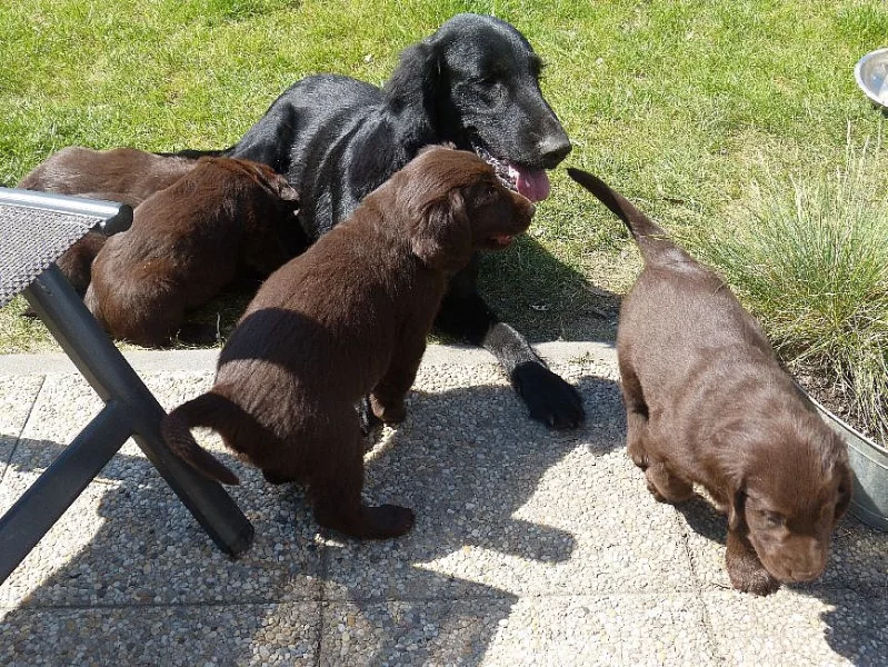 Krásná hnědá štěňátka Flat Coated Retrievra