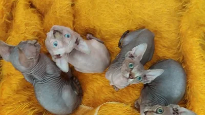 Sphynx