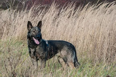 Daisy