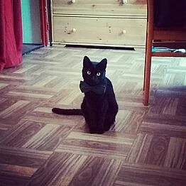 Daruji kocourka do dobrých rukou