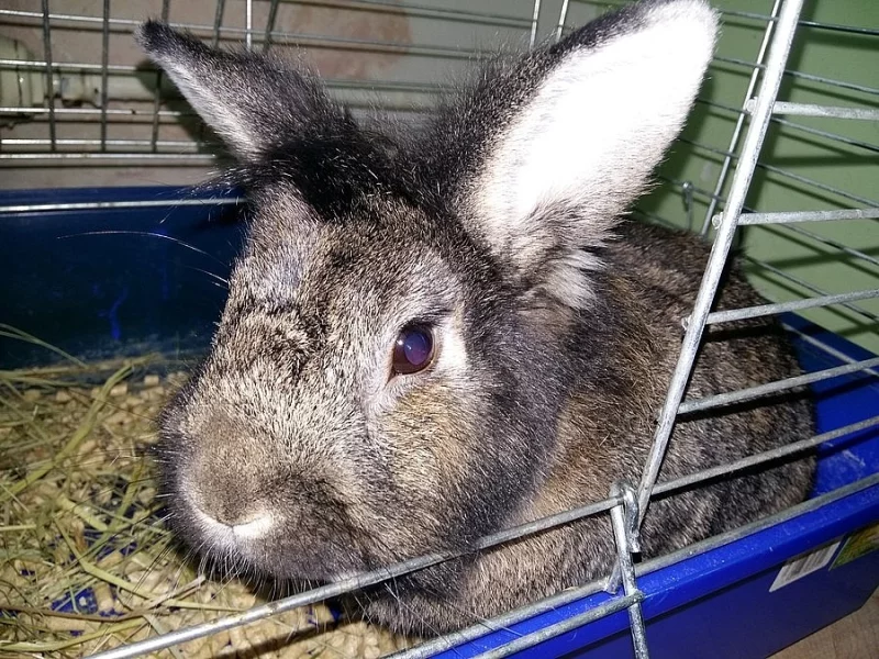 Daruji zakrslého králíčka