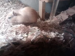 Pískomil mláďata, darujeme