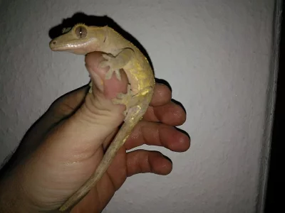 Rhacodactylus ciliatus harlequin samec