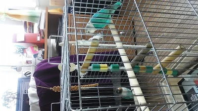 Prodám papoušky i klec   100%  stav  top ptáci i klec