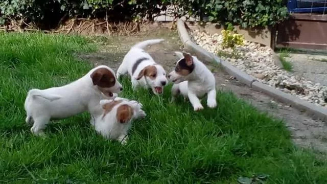 Predám šteniatka JRT s PP