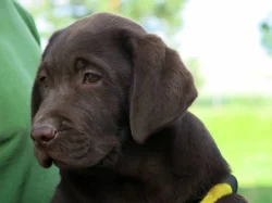 Labrador retriever - čokoládový pejsek, štěně s PP