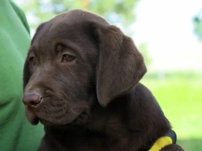 Labrador retriever - čokoládový pejsek, štěně s PP