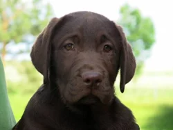 Labrador retriever - čokoládový pejsek, štěně s PP