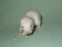 Křeček syrský (zlatý) s PP