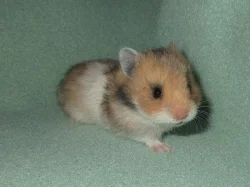 Křeček syrský (zlatý) s PP