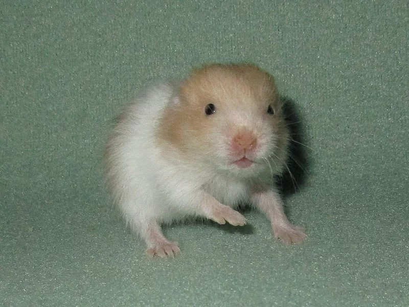 Křeček syrský (zlatý) s PP