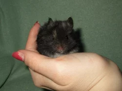 Křeček syrský (zlatý) s PP