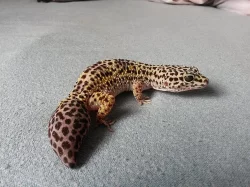 Gekoncici
