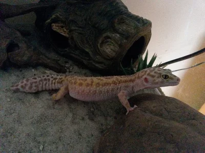 Gekoncici