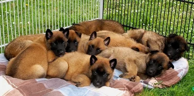 Belgický ovčák malinois štěňata s PP