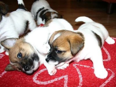 Štěňata Jack Russell Terrier s PP
