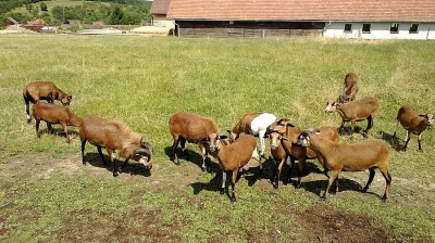Prodám kamerunské ovečky a beránky