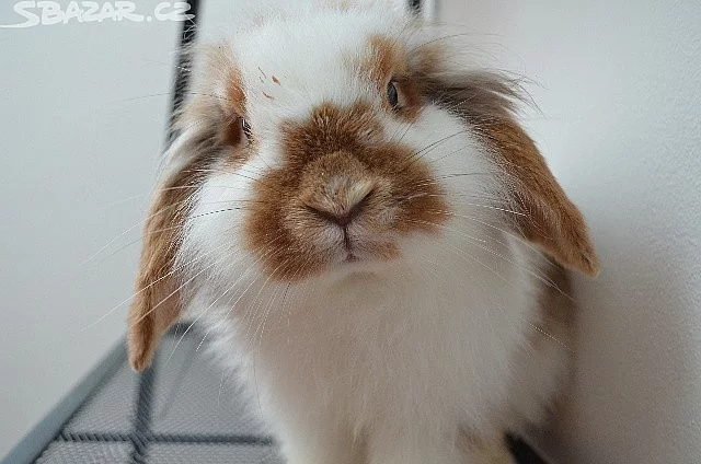 Nabízím hlídání/venčení vašich mazlíčků v Brně
