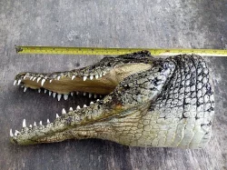 vycpaná hlava krokodýla