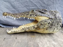 vycpaná hlava krokodýla