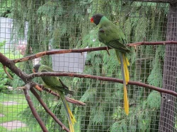 papousci