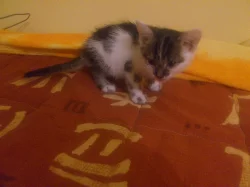 Potřebuji udat koťátko
