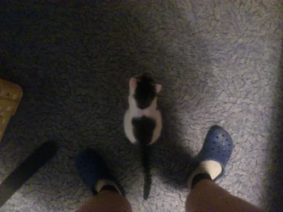 Potřebuji udat koťátko