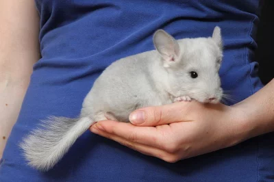 Samička White Violet