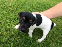 Jack Russel Terier