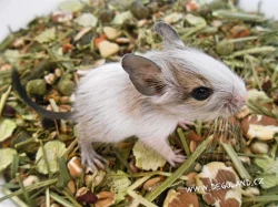 Strakatý a klasicky zbarvený osmák degu - Deguland