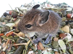 Strakatý a klasicky zbarvený osmák degu - Deguland