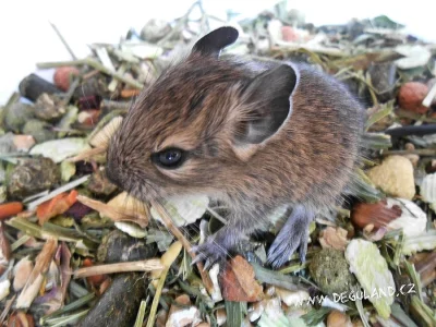 Strakatý a klasicky zbarvený osmák degu - Deguland