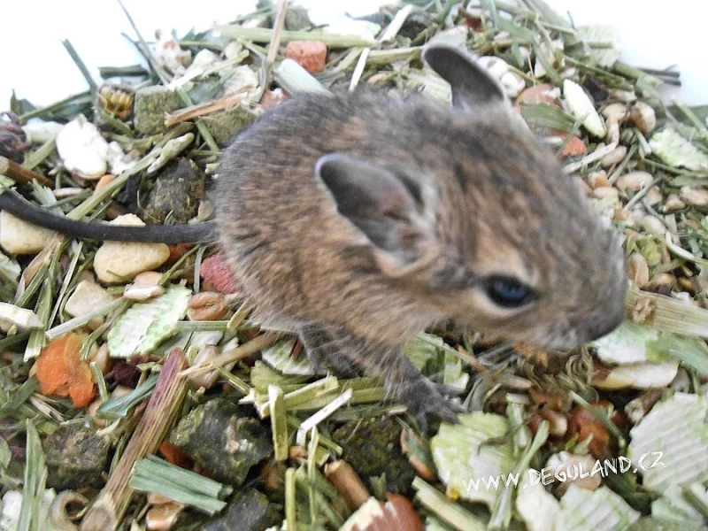 Strakatý a klasicky zbarvený osmák degu - Deguland