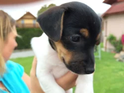 Prodam Jack Russel Terier,