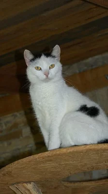 Tříletá Chintila