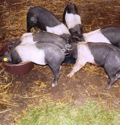 Selata na vykrmení