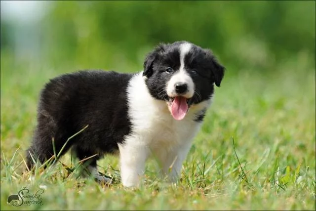 Border kolie - štěňata - ČB pejsci - pouze s PP