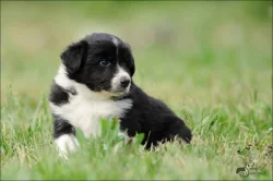 Border kolie - štěňata - ČB pejsci - pouze s PP