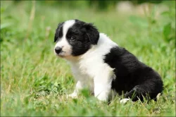 Border kolie - štěňata - ČB pejsci - pouze s PP