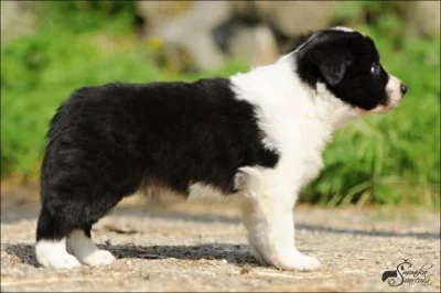 Border kolie - štěňata - ČB pejsci - pouze s PP