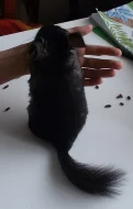 Mladá samička Black Velvet nar. 2.3.2016