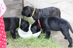 Prodám štěňata Cane Corso s PP