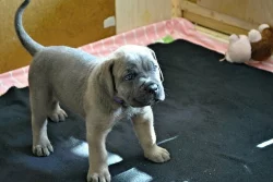 Prodám štěňata Cane Corso s PP